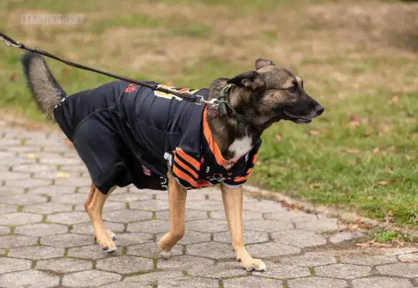 Automatisch gespeicherter Entwurf Footballspiel Osnabrück OSC Tigers gegen Göttingen Generals / Foto: Dieter Reinhard