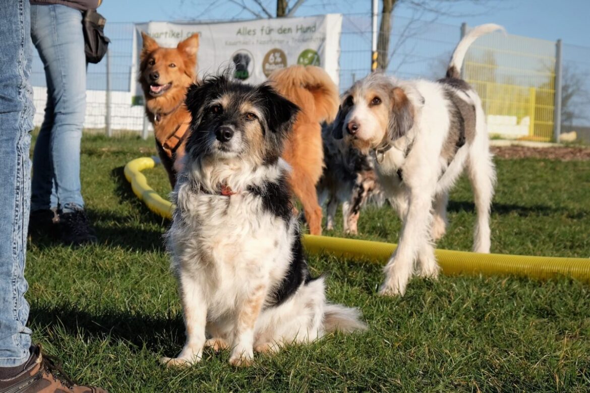 Am Sonntag veranstalten die Hundefreunden wieder einen Tag der offenen Tür. / Foto: Nathalie Winter