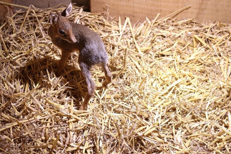 Nachwuchs bei den kleinsten Antilopen Afrikas im Zoo Osnabrück: Dörte lernt ihre Familie kennen und wird bald ihr Zuhause erkunden. / Foto: Zoo Osnabrück (Lara Holzkamp)