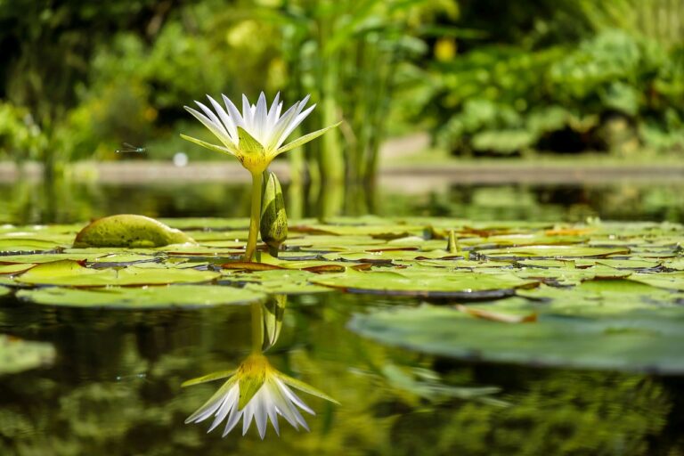 Gartenteich