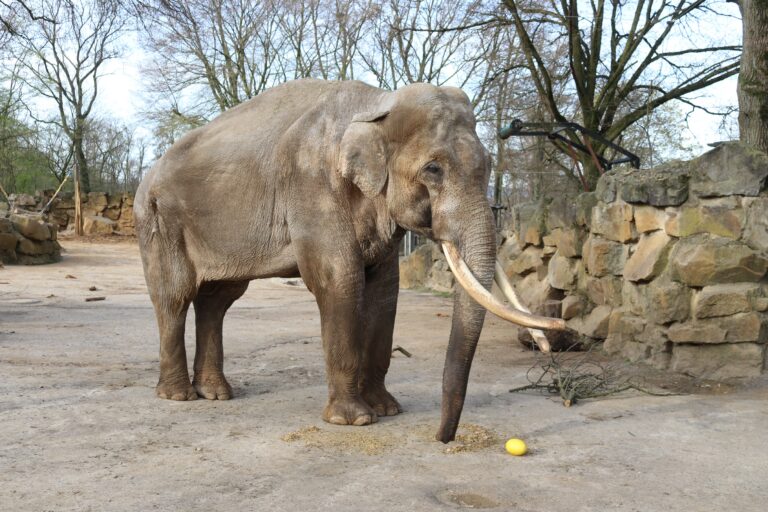 Neun Jahre lang lebte Elefantenbulle Luka im Zoo Osnabrück, bis er am vergangenen Mittwoch eingeschläfert werden musste. / Foto: Zoo Osnabrück (Denise Matthey)