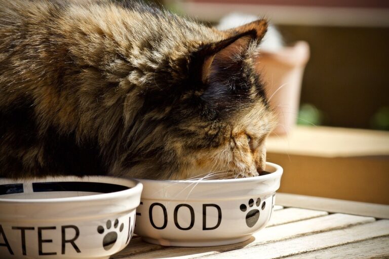 Symbolbild Katze