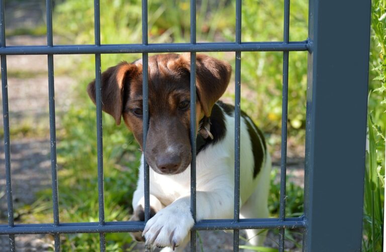 Hund im Tierheim