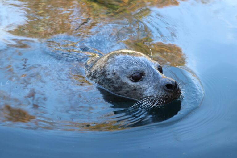 Die beiden neuen Seehunde Vigga und Selina erkunden ihr Zuhause in den „Wasserwelten Mariasiel“ im Zoo Osnabrück. / Foto: Zoo Osnabrück (Lara Holzkamp)