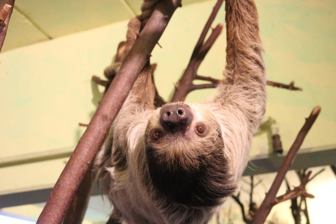 Auch Faultier Mario bleibt heute lieber drinnen. / Foto: Zoo Osnabrück (Lara Holzkamp)