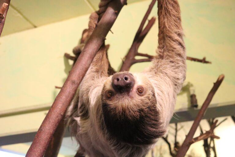 Auch Faultier Mario bleibt heute lieber drinnen. / Foto: Zoo Osnabrück (Lara Holzkamp)