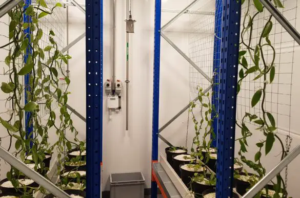 Ernährung der Zukunft: Hochschule Osnabrück eröffnet Indoor-Farm