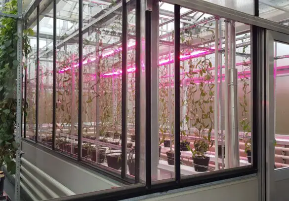 Ernährung der Zukunft: Hochschule Osnabrück eröffnet Indoor-Farm