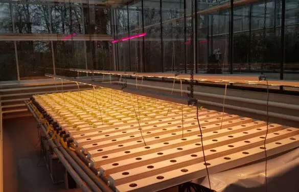 Ernährung der Zukunft: Hochschule Osnabrück eröffnet Indoor-Farm