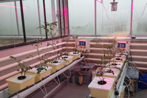 Ernährung der Zukunft: Hochschule Osnabrück eröffnet Indoor-Farm