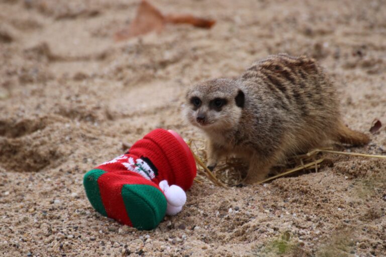Am 24. Dezember schenkt der Zoo Osnabrück allen Kindern bis 13 Uhr den Eintritt. Außerdem können vier Familien per Gewinnspiel, die Teilnahme an der „tierischen Bescherung“ im Zoo Osnabrück gewinnen. Einsendeschluss (per E-Mail an veranstaltungen@zoo-osnabrueck.de) ist der 21.12.2022 um 13 Uhr. / Foto: Zoo Osnabrück
