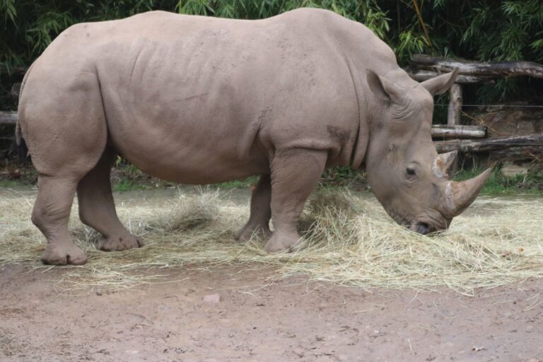 Im Zoo Osnabrück erwartet Nashornkuh Amalie Nachwuchs im Frühjahr 2023. / Foto: Zoo Osnabrück (Lara Holzkamp)