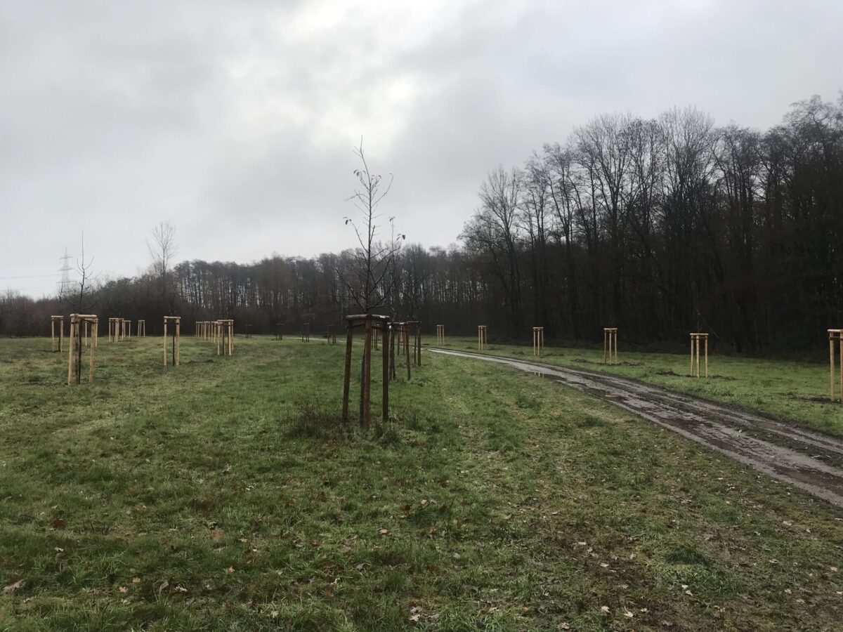 Im Steerte in Hellern werden Bäume gepflanzt. / Foto: Burrichter