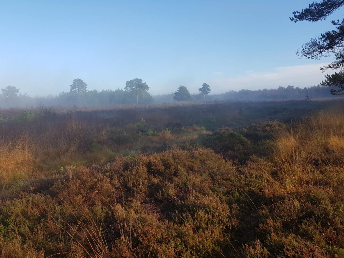 Venner Moor / Foto: NABU