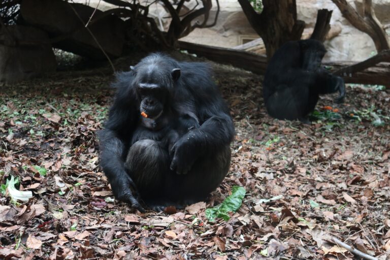 Schimpansenweibchen Vakanga kümmert sich routiniert und liebevoll um ihren Nachwuchs. / Foto: zoo Osnabrück (Katja Lammers)