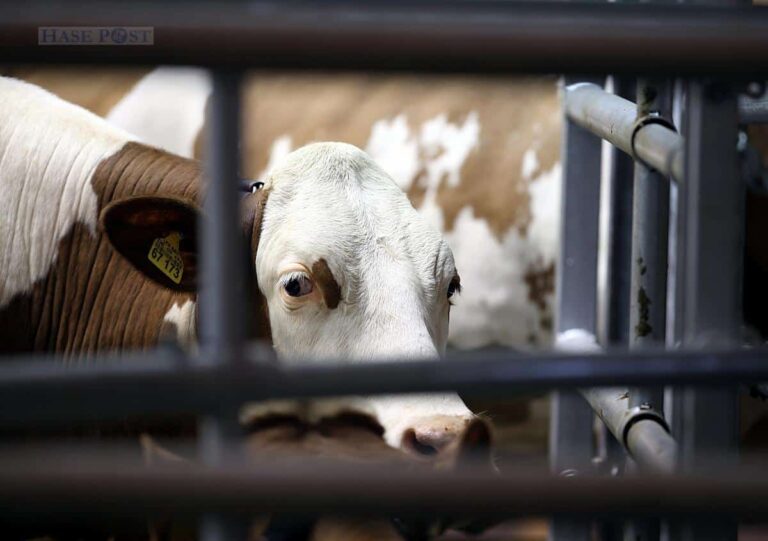 Agrarministerium legt Eckpunkte zum Umbau der Tierhaltung vor