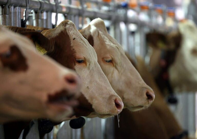 Einsatz von Antibiotika bei Masttieren rückläufig