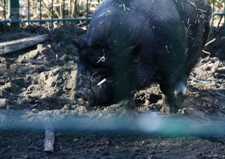 Schweinebestand sinkt auf neuen Tiefstwert