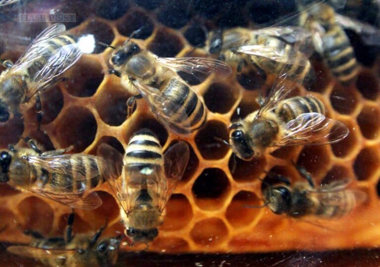 Umweltministerin verteidigt UN-Abkommen zum Naturschutz