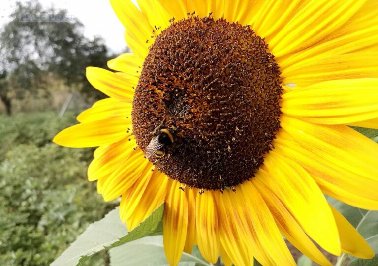Weltnaturgipfel einigt sich auf Abkommen zum Naturschutz