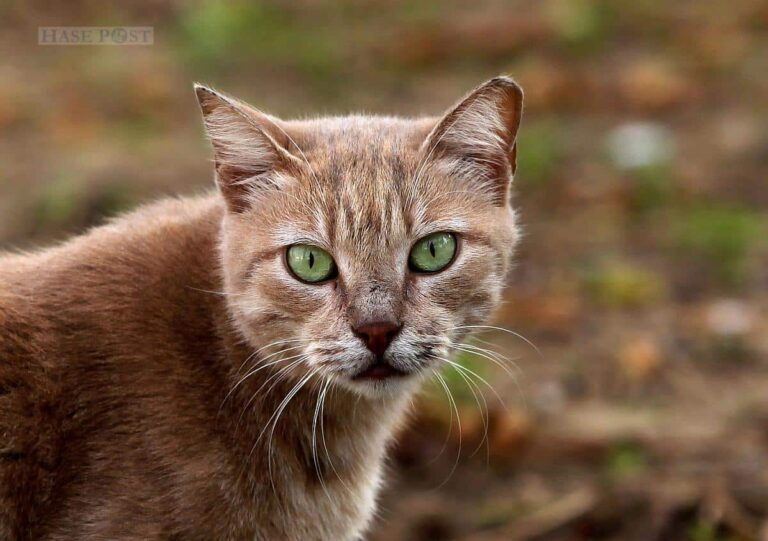 Tierschutzbund erwartet mehr Tiere in Heimen