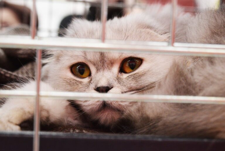 Katze im Tierheim (Symbolbild)