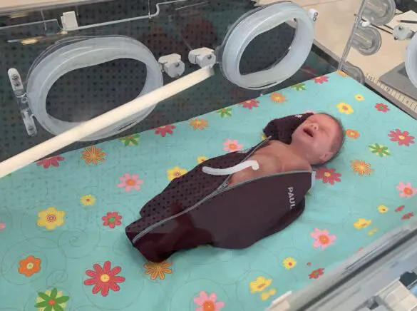 Paul im Inkubator / Foto: Guss