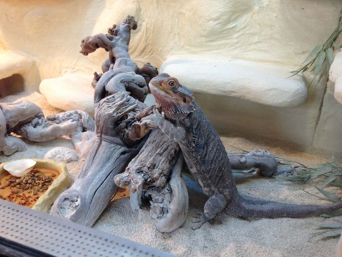 Reptilie im Wüstenterrarium