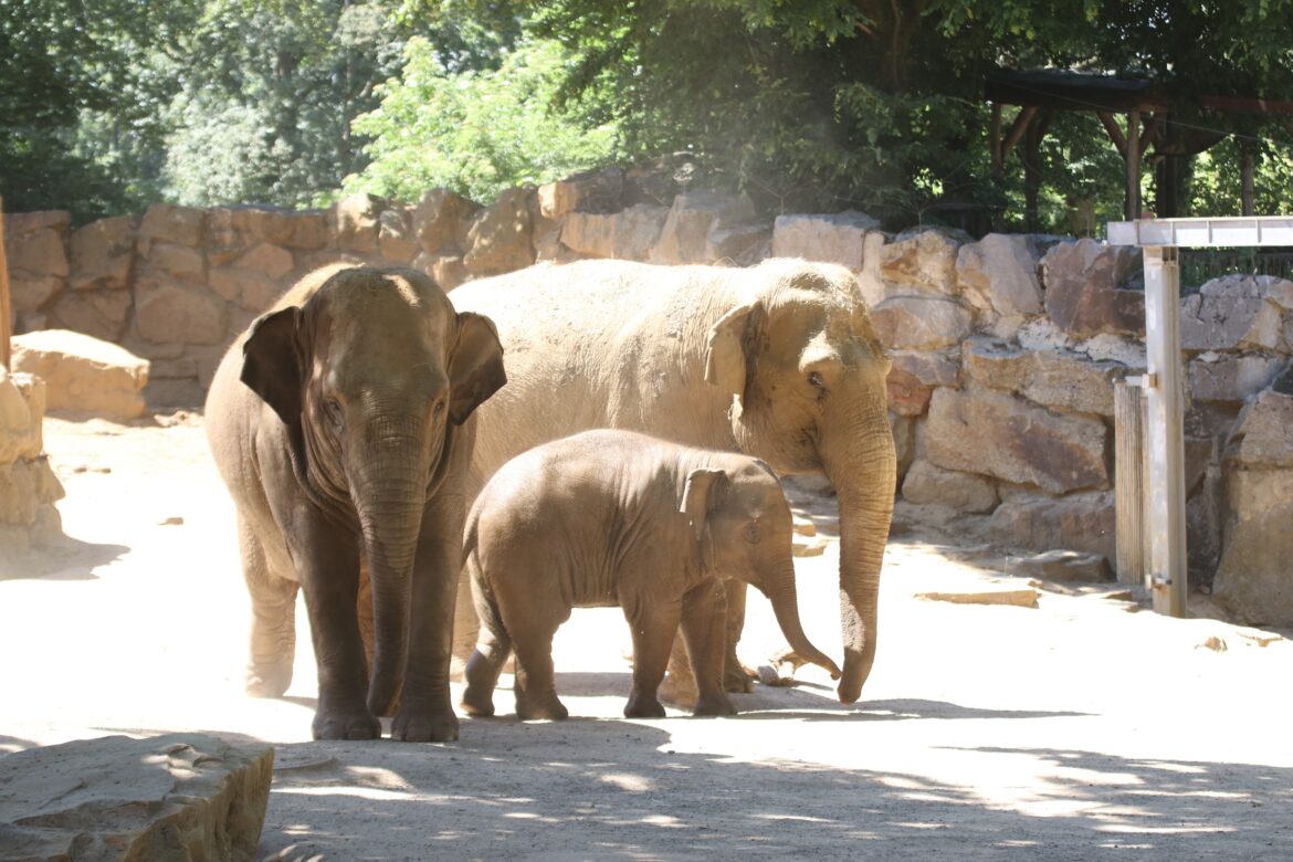 Am 11. und 12. März findet im Zoo Osnabrück das Aktionswochenende „Zoo zum ½ Preis“ statt. Dann zahlen Besucher 50 Prozent des Tageseintrittspreises plus 3 Euro für den Umbau der Elefantenanlage. / Foto: Zoo Osnabrück