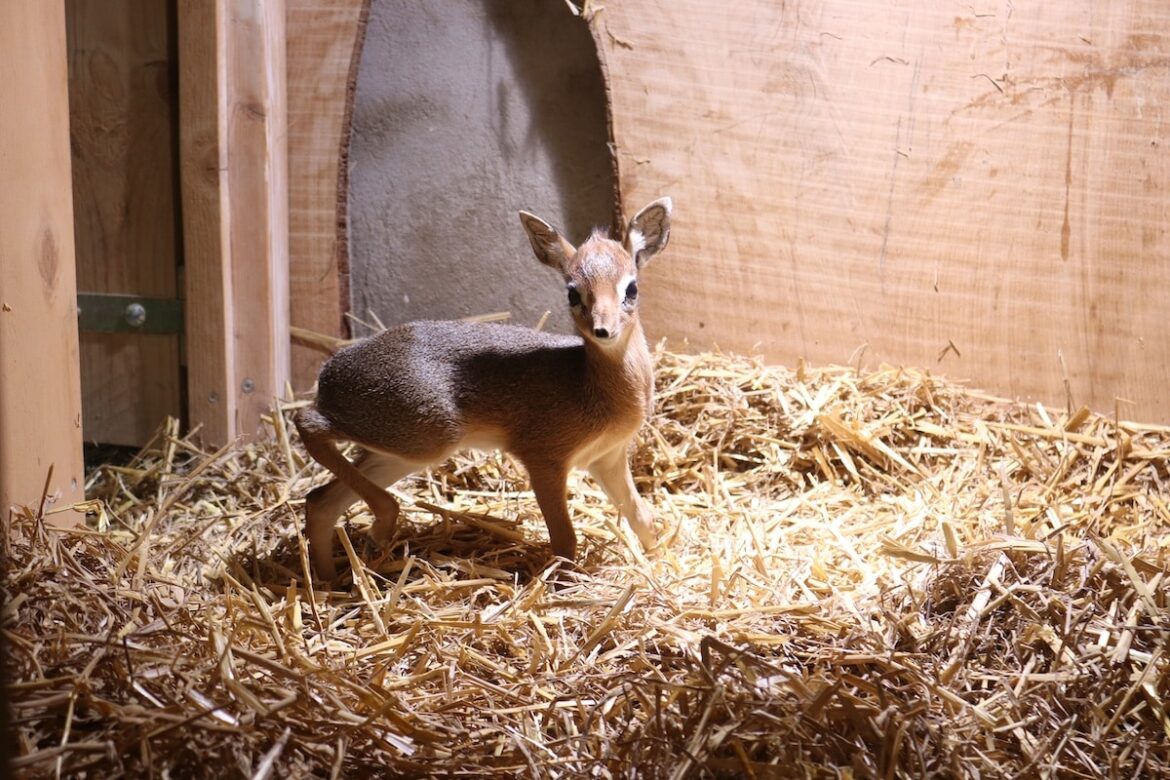 Das Kirk-Dikdik Jungtier ist Ende Januar im Zoo Osnabrück zur Welt gekommen / Foto: Zoo Osnabrück/Lara Holzkamp