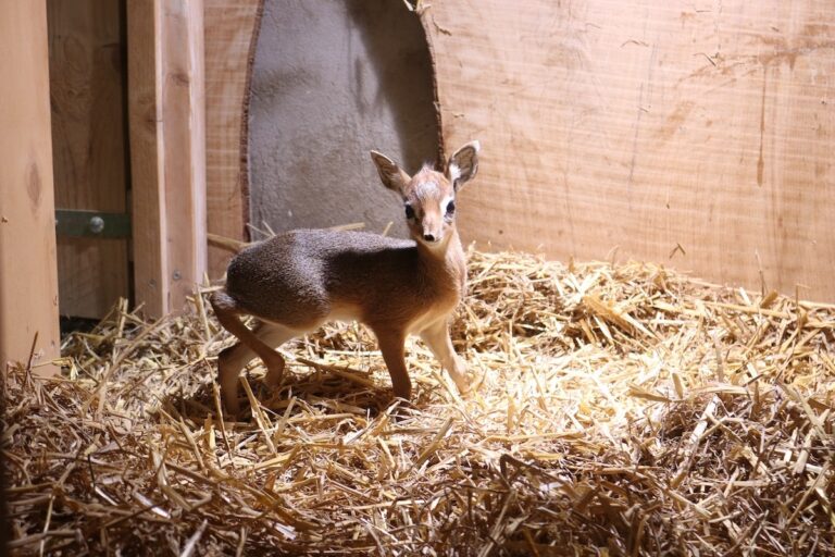 Das Kirk-Dikdik Jungtier ist Ende Januar im Zoo Osnabrück zur Welt gekommen / Foto: Zoo Osnabrück/Lara Holzkamp