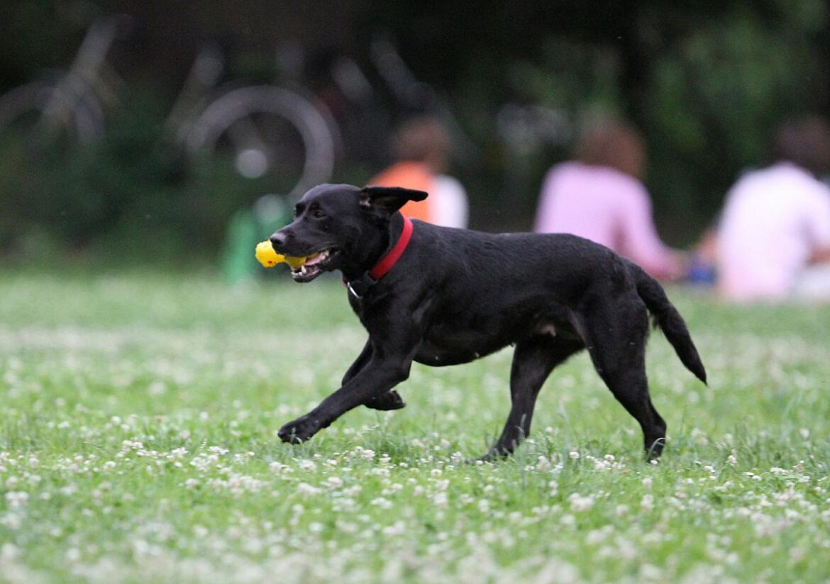 Hund spielt mit Ball