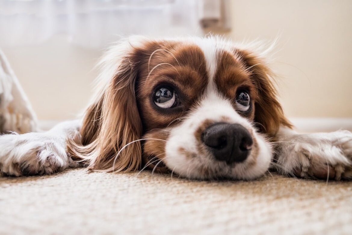 Hundewelpe