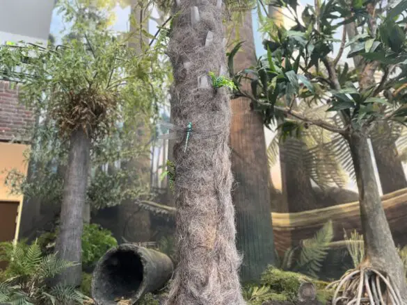 Karbonwald. / Foto: Hirsch