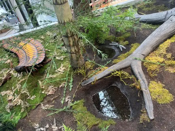 Karbonwald. / Foto: Hirsch