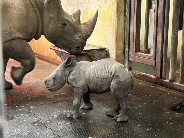 Am 19. Februar kam um 7:21 Uhr das Nashornbaby Lisbeth im Osnabrücker Zoo auf die Welt. / Foto: Hirsch