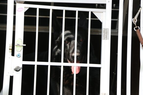 Frontalzusammenstoß – Zwei Personen und ein Hund verletzt Frontalzusammenstoß – Zwei Personen und ein Hund verletzt