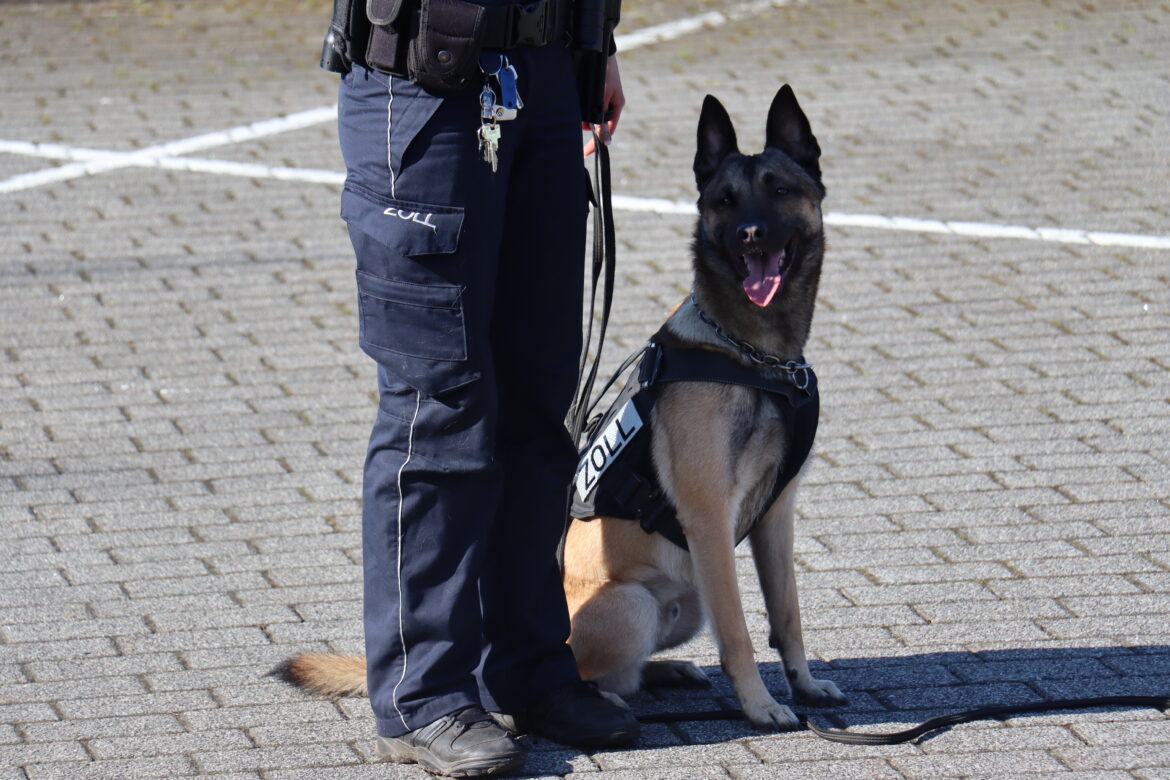 Der Osnabrücker Spürhund Cracker. / Foto: Hauptzollamt Osnabrück.