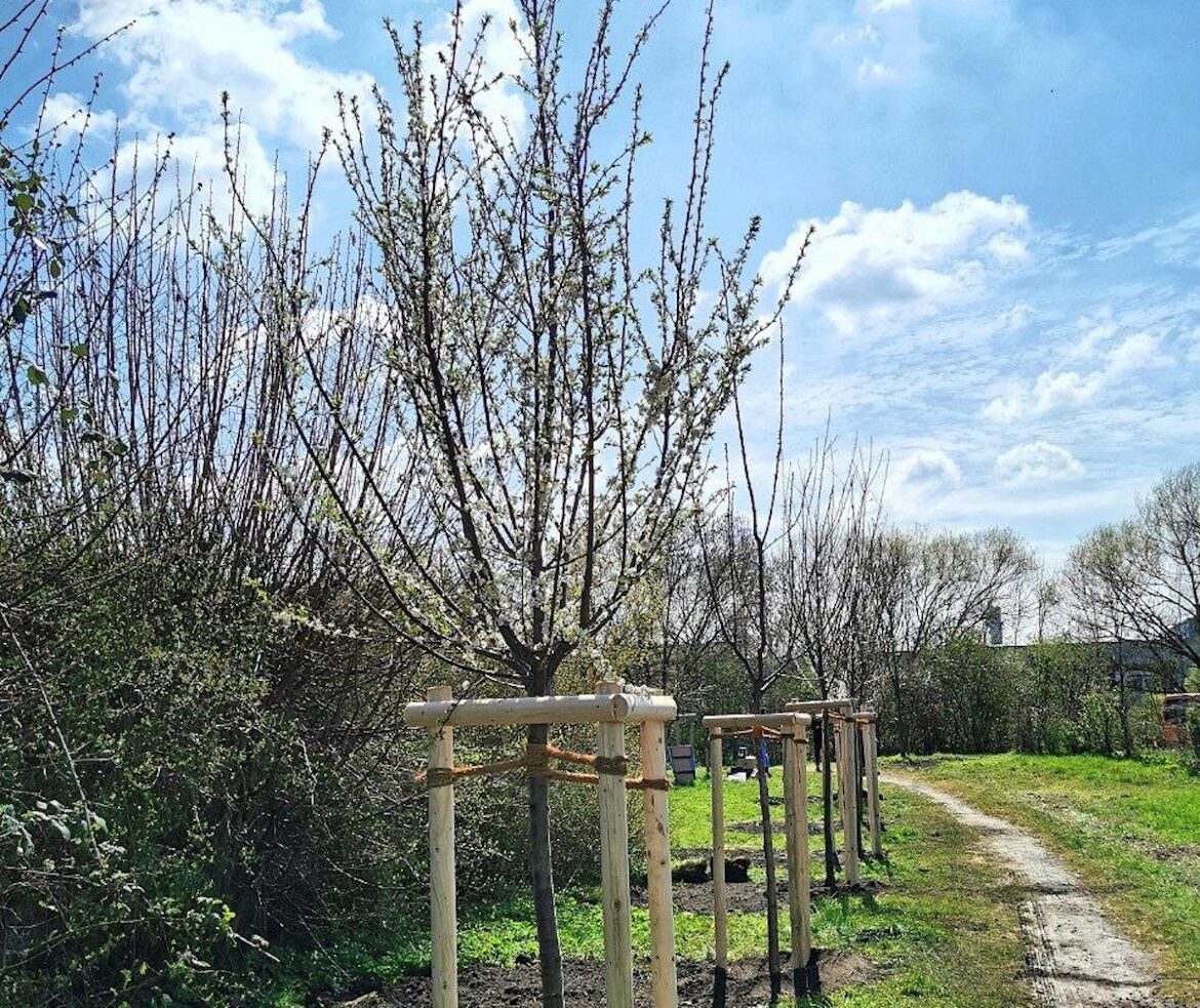 Im Schinkel stehen nun zwölf neue Obstbäume. / Foto: Reinkemeier-Börger