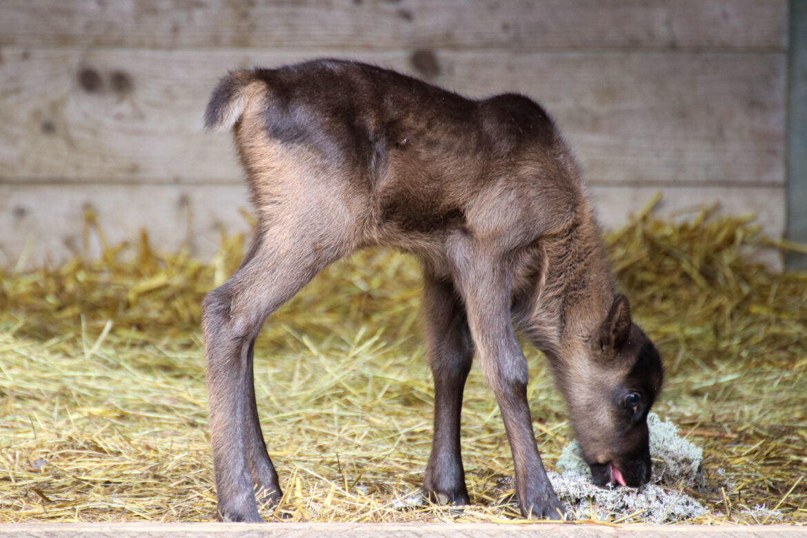 Rentier Svensson erblickte am Karfreitag das Licht der Welt. / Foto: Lara Holzkamp (Zoo Osnabrück)