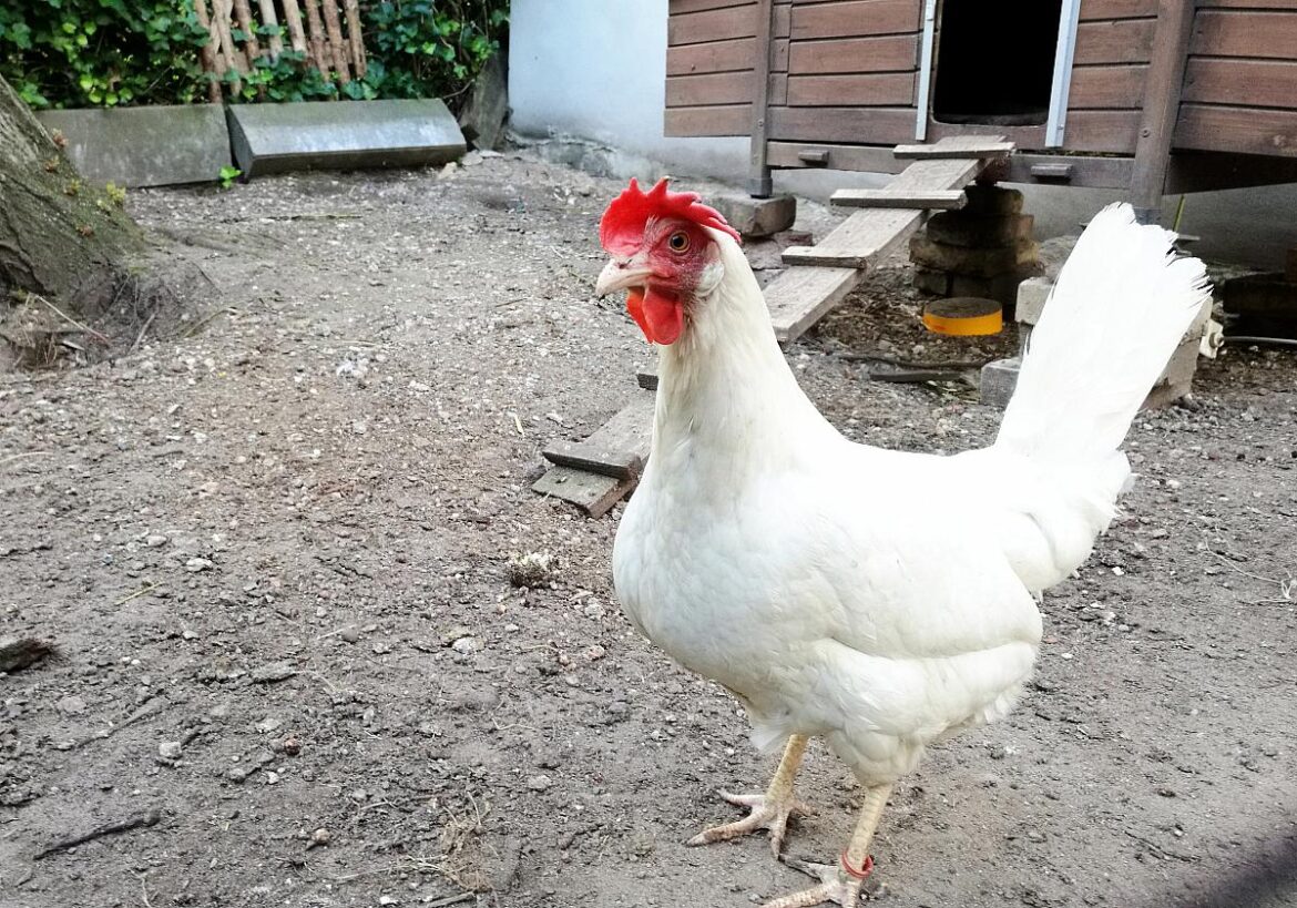 Agrarministerium will EU-weites Verbot des Kükentötens