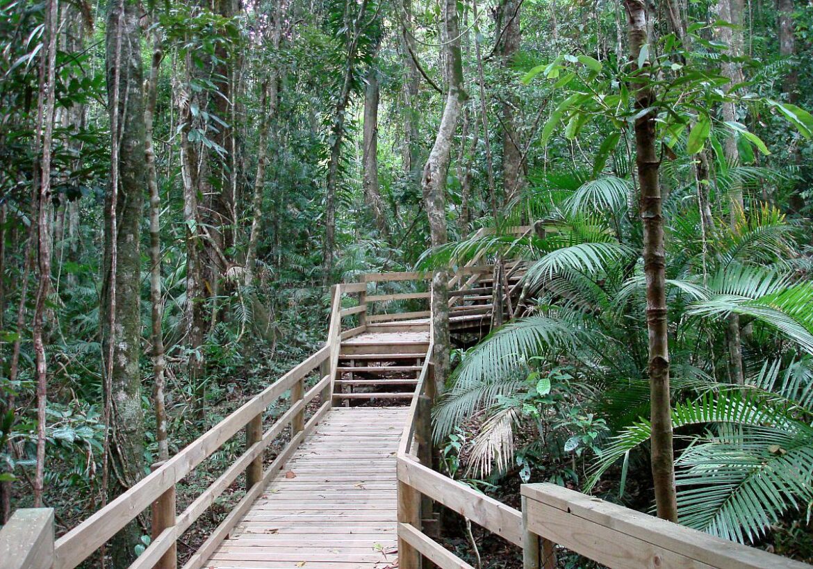 EU-Parlament nimmt Entwaldungs-Gesetz an