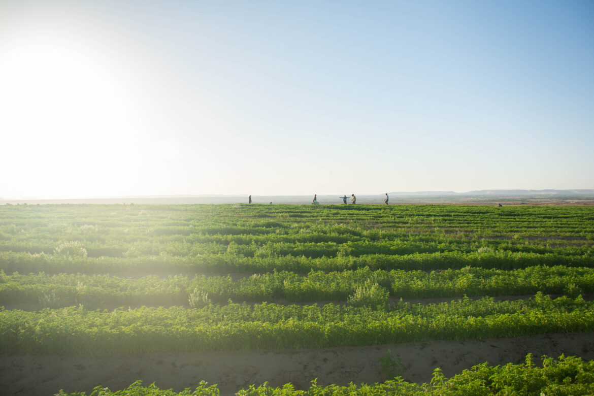 Eindrücke aus Ägypten / Foto: SEKEM/Hochschule Osnabrück