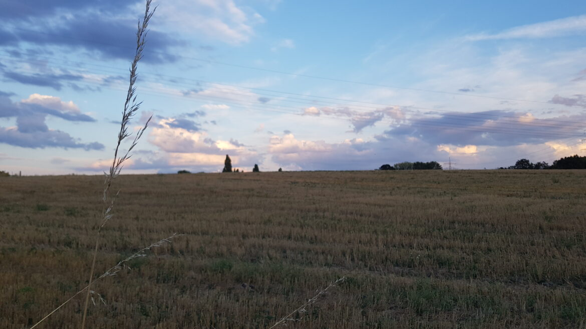 Feld auf dem Weg zum Hörner Bruch. / Foto: Rykov
