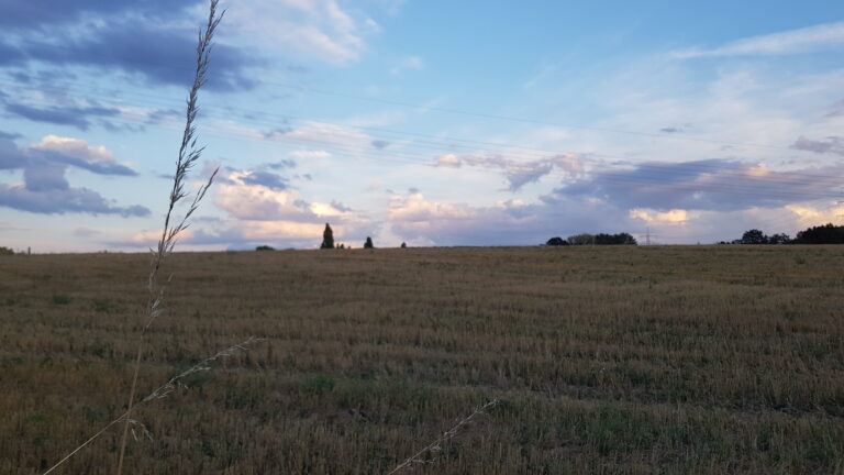 Feld auf dem Weg zum Hörner Bruch. / Foto: Rykov