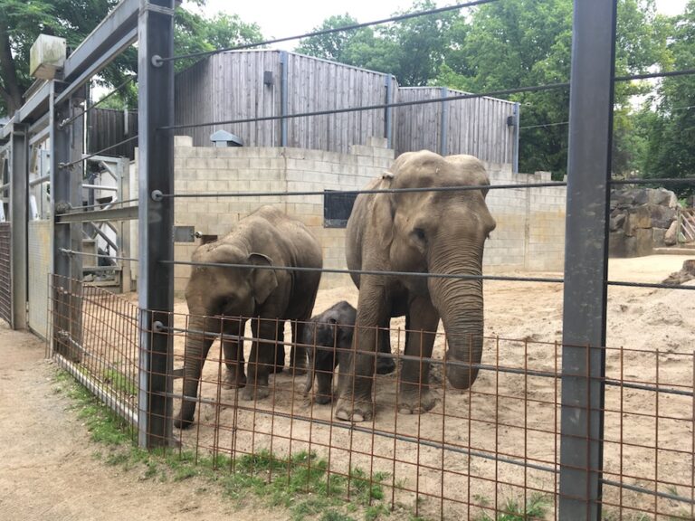 Elefantenalage im Zoo Osnabrück, hier mit Minh-Tan, Sita und Mutter Duanita