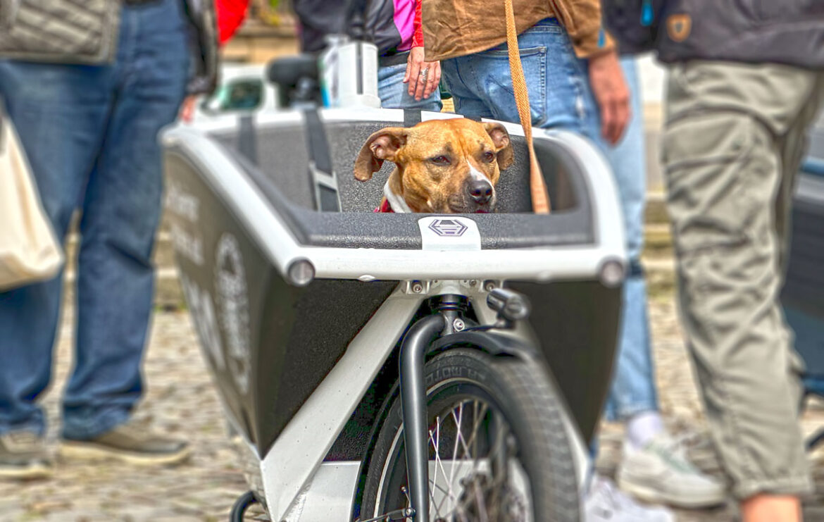 E-Lastenrad zum Testen: Die Cargobike Roadshow kommt nach Osnabrück