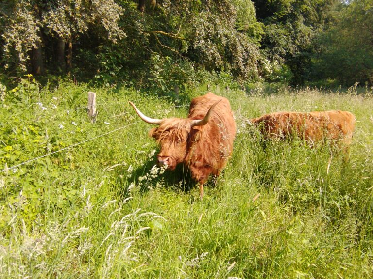 In den Sommermonaten betreiben die zotteligen Tiere dort aktive Landschaftspflege. / © Stadt Osnabrück (Frank Bludau)