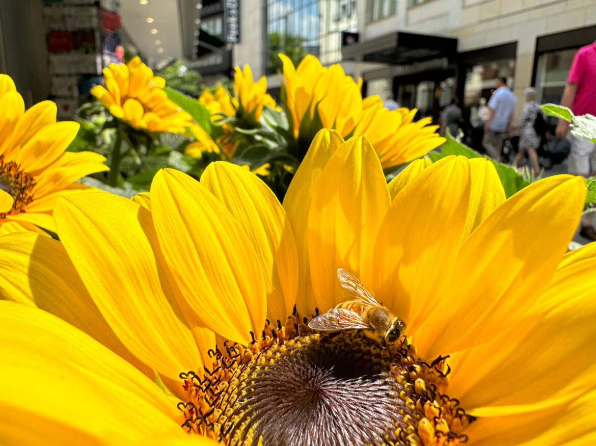 Bienen in der Osnabrücker Innenstadt. / Foto: Pohlmann