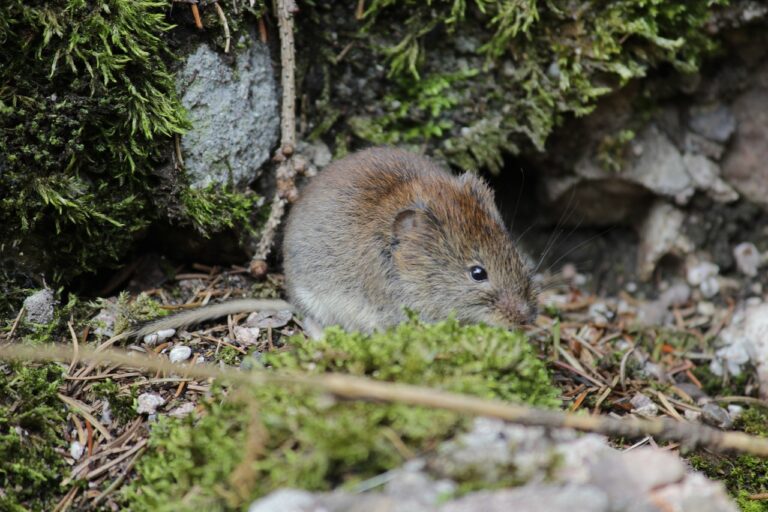 Über Urin und Kot der Rötelmäuse wird das Puumala-Hantavirus ausgeschieden. / Symbolbild